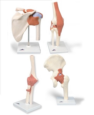 JOINT MODELS FOR EACH MODEL